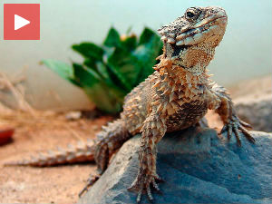 Ја сам прави Шмауг! 