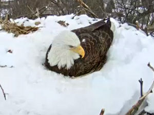Љубав и пожртвовање јачи од снега и хладноће