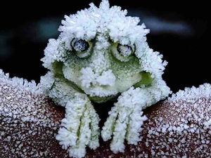 Ова жаба се заиста смрзне!