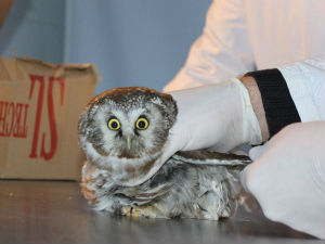 Гаћаста кукумавка спасена из канџи врана у Бугојну 