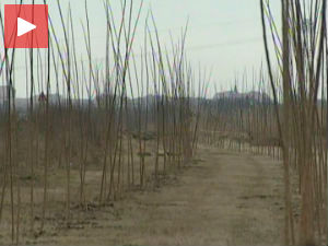 Ветрозаштитни појасеви за унапређење јавних зелених површина