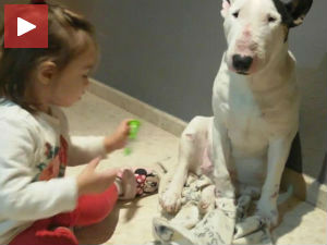 И кажу да су бул-теријери опасни?!