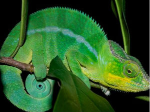 Решена мистерија камелеонове камуфлаже