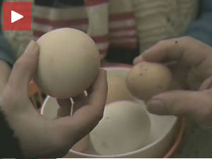 Белка, суперкока која снесе три јајета у једном