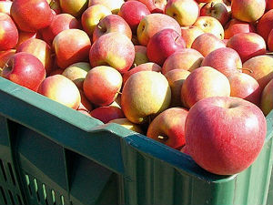 Спречен извоз 60 тона јабука у Русију