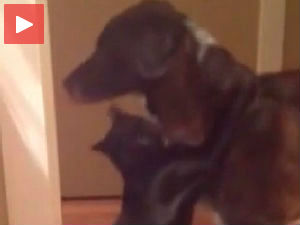 Толико си ми недостајао!