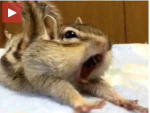 Веверица протезалица