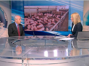 Меркантилни кукуруз у замену за товљенике