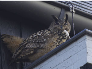 Ухваћена сова која је терорисала холандски град