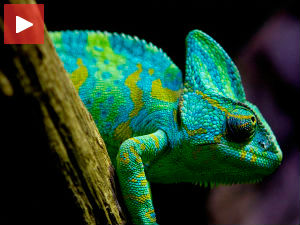 Како камелеони заиста мењају боју 