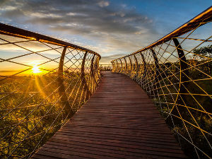 Магична шетња међу крошњама