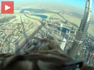 Дубаи из перспективе врхунског предатора