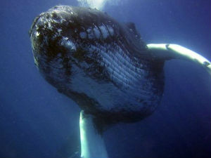 Човек одговоран за помор китова у 20. веку