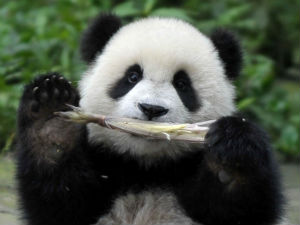 Ујед панде од 80.000 евра