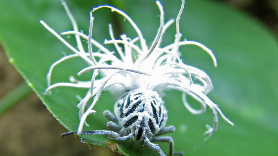 То је живо? И скаче?!