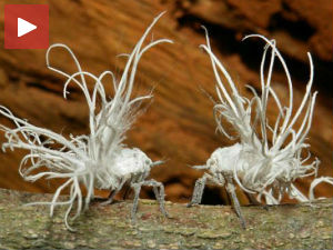 То је живо? И скаче?!