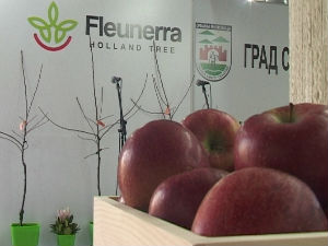 Холандски расадник у Срему