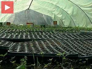 Пластеничка производња у Владимировцу