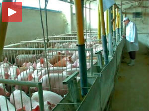 Откуп товљеника за новац или за кукуруз