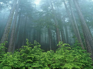 Шуме нестају све брже