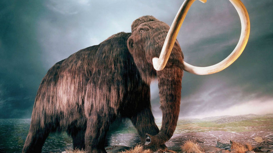 Блаце, пронађене кости мамута старе 10 милиона година