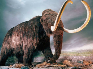 Блаце, пронађене кости мамута старе 10 милиона година