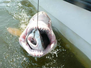 Велика бела му украла улов са удице