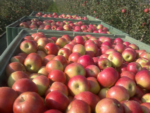 Русија: Србија увучена у нелегалну трговину јабукама?