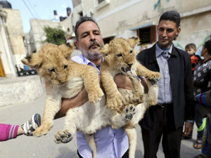 Лавићи у Гази у избегличком кампу