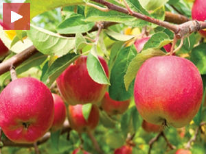 Српска јабука на руском тасу