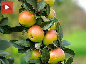 Русија: Могућа забрана увоза воћа и поврћа из Србије