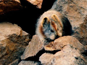 Врста која успешно избегава научнике већ две деценије!