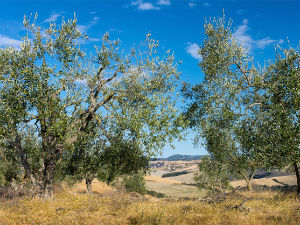 Брисел упозорио на бактерију – убицу маслина