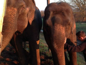 Слонови спречили превртање камиона