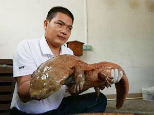 Кинез пронашао „живи фосил“!