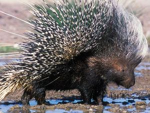 Бодљикаво прасе пронашло лампу стару 1.400 година