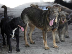 Неће бити еутаназије паса луталица