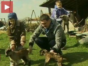 Колико јарића, толико унучића