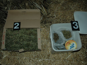 Полиција одузела око килограм марихуане