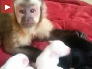 Кад мајмунче брине о штенцима и треби их