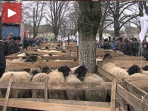 Овчарски дани у Сакулама