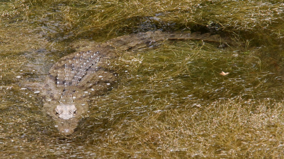 Угинуо Сифис, неухватљиви крокодил с Критa
