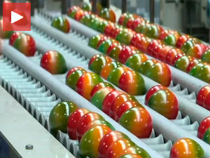 Како се праве обојена јаја за Ускрс