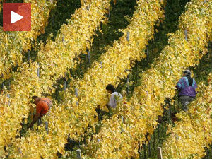 Органска производња – шанса за опоравак Трговишта