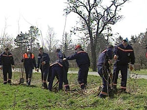 Пошумљавање у Новом Бечеју