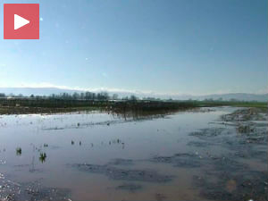 Оранице у лесковачком крају под водом