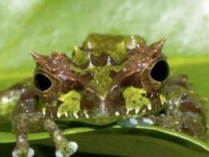 „Трансформерс“ жаба пронађена у шумама Еквадора