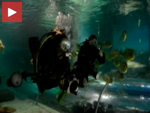 У шетњи са белом ајкулом