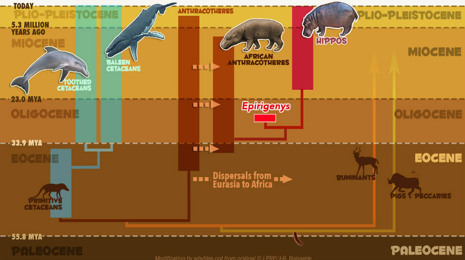 Кит и нилски коњ далеки рођаци?