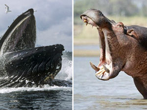 Кит и нилски коњ далеки рођаци?